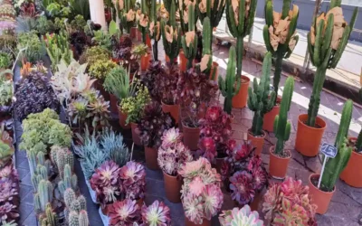 Marché Aux Fleurs – Virágpiac Nizzában
