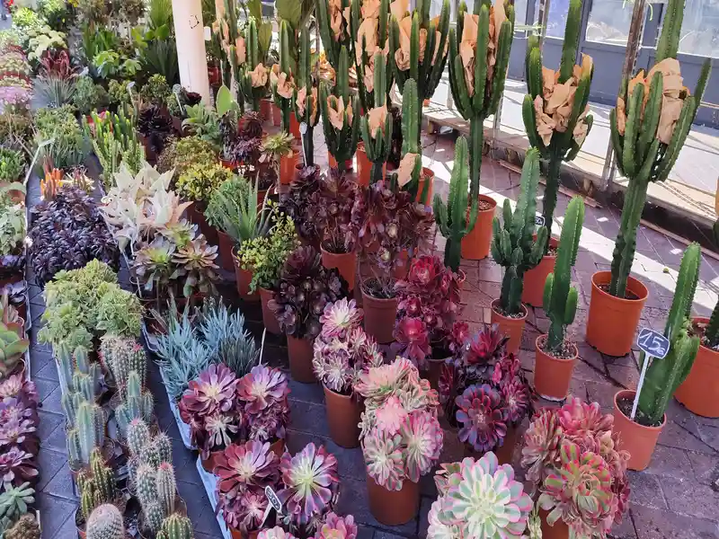 Marché Aux Fleurs virágpiac Nizzában Felülnézeti kép a nizzai Marché aux Fleurs virágpiac egyik standjáról, ahol különböző pozsgás növények és kaktuszok sorakoznak sűrű egymásutánban. A kép jobb oldalán magas, oszlopos zöld kaktuszok állnak barna agyagcserepekben, amelyek közül néhány felső részét barna csomagolópapír védi, az egyik cserépben pedig egy kék színű, kézzel írt „15€” ártábla látható. A stand bal és középső részén dúsan burjánzó kőtörőfűfélék (Aeonium) és más pozsgások csoportosulnak, változatos színekben: a mélylila, a bordó, a halványrózsaszín és a sávos zöld-rózsaszín árnyalatok váltják egymást. A bal alsó sarokban kisebb, szúrós kaktuszok sorakoznak cserépben, miközben a háttérben további növények és a piac burkolatának halvány részletei is felsejlenek a természetes nappali fényben.