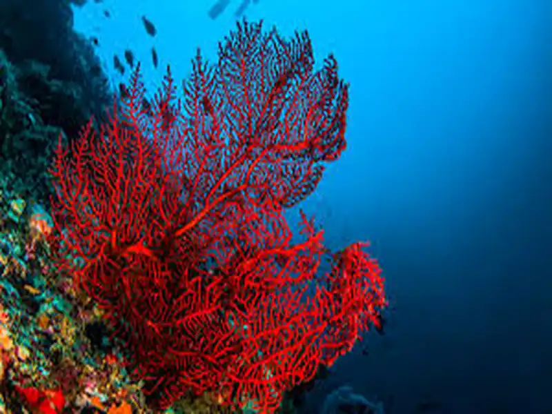 Coral Museum Alghero Víz alatti természetfotó az algherói Korallmúzeum (Museo del Corallo) tematikájához kapcsolódóan, amely egy lenyűgöző vörös nemeskorallt (Corallium rubrum / tengeri legyezőt) ábrázol. A kép középpontjában egy hatalmas, élénkpiros színű, finoman elágazó, legyezőszerű koralltelep magasodik, amely egy színpompás, tengeri növényekkel és mohaállatokkal borított sziklazátonyon kapaszkodik meg. A háttérben a mélykék, kristálytiszta tenger vize látható, amelyben a korall körül apró halak rajai úsznak a felszín felé fokozatosan világosodó vízoszlopban.